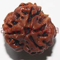3 mukhi 24933 16.2mm